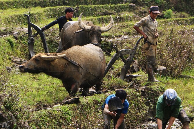 Sapa Hmong Family Trekking Adventures - Key highlights that make this Sapa trek worth it