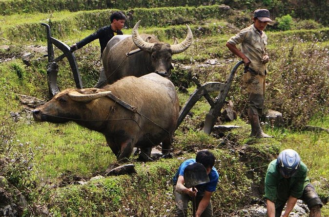 Sapa Hmong Family Trekking Adventures - Group size, pacing, and who this trek fits best