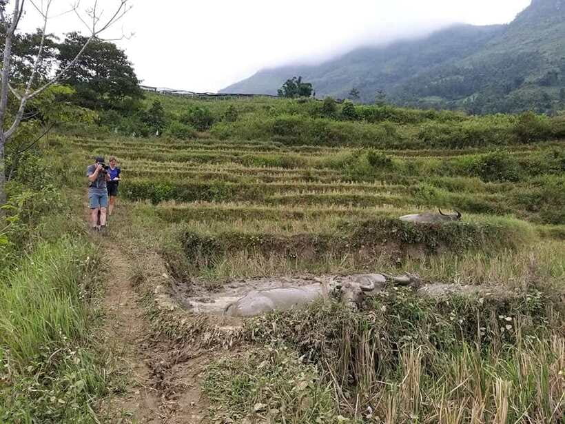 Sapa: Private trek to Muong Hoa Valley - Getting started in Sapa, then walking into Black Hmong country
