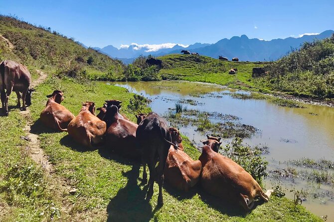 Sapa The Hidden Trail Trek 1 Day - Mountain & Rice Valley - Your guide can make or break the day