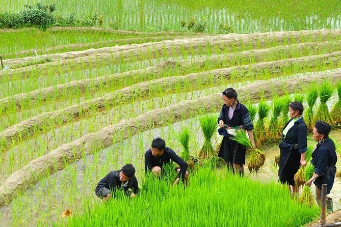 Sapa Trekking Tour 2 Days 1 Night By Bus - Day 2 walking choices: homestay morning life versus hotel option trek