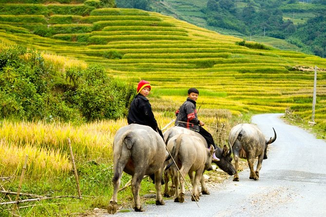Sapa Villages trekking and homestay 2 Days/ 1 night package tour: best selling - Day 1: Y Linh Ho terraces, Lao Chai drinks break, and the Ta Van Giay family night