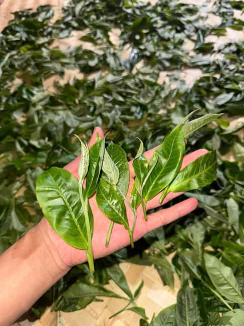 Vietnam Tea Tasting - Giang Egg Coffee & Train Street Visit - Price and value: what $36 really buys you